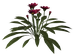 Цветы в PNG